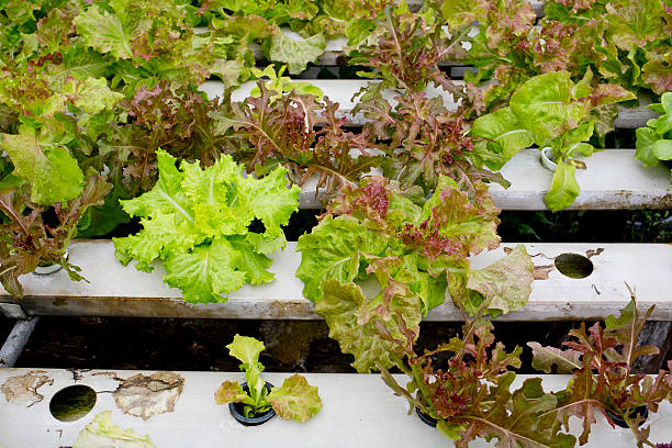 istock Organic hydroponic vegetable garden in Thailand merket 514420579