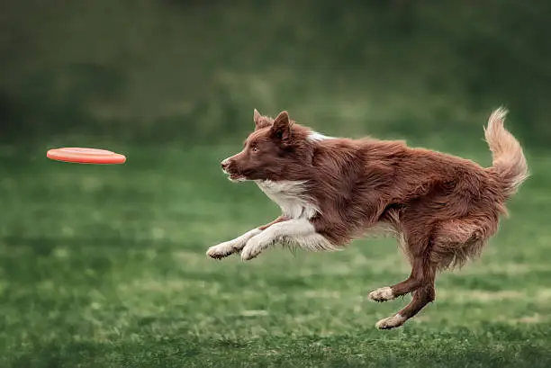Border collie dog catching frisbee in jump in summer day