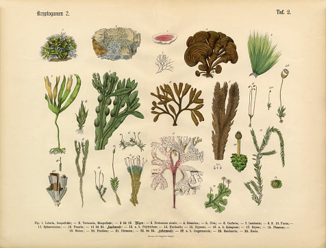 Very Rare, Beautifully Illustrated Antique Engraved Victorian Botanical Illustration of Cryptogam, Algae, Lichens, Mosses, Ferns,: Plate 2, from Lehrbuch der praktischen Pflanzenkunde in Wort und Bild (The Book of Practical Botany in Word and Image), Published in 1886. Copyright has expired on this artwork. Digitally restored.
