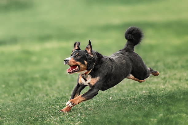 istock collie dog catching frisbee 514421160