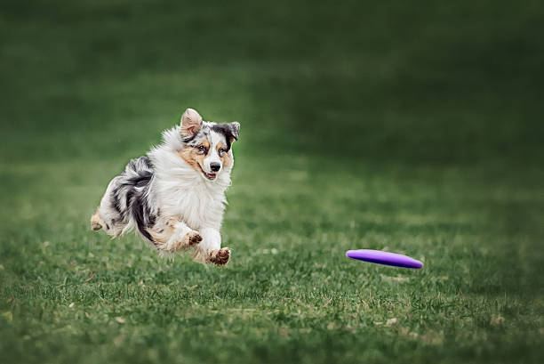 istock collie dog catching frisbee 514421204