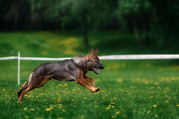 istock collie dog catching frisbee 514421350
