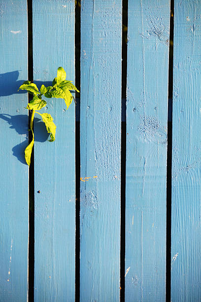 istock Blue wooden fence 514421807