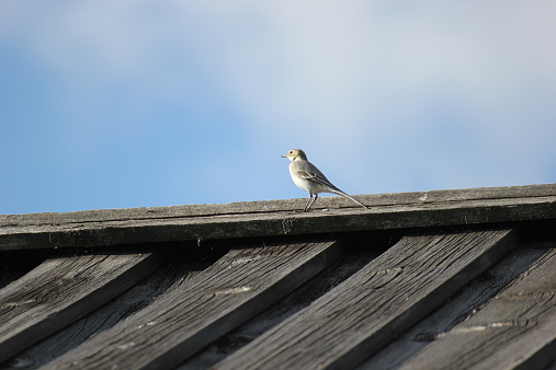 White wagtail (Motacilla alba) on the roof of a wooden house.