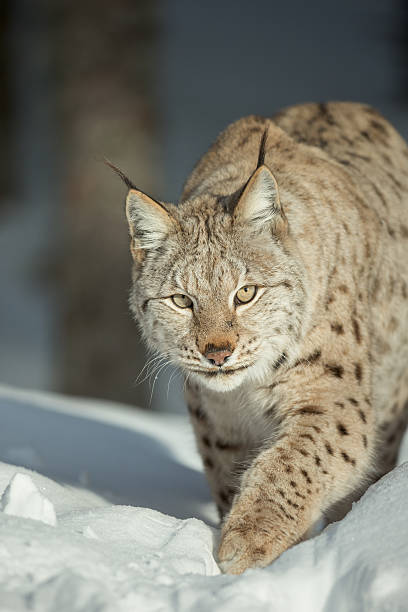 istock Eurasian Lynx in Snow 514422088