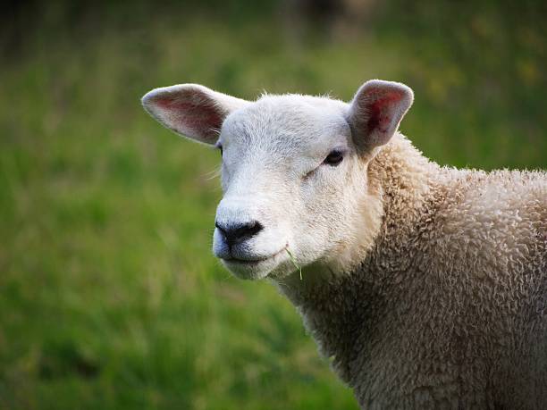 istock close-up view of a sheep looking at camera 514422711