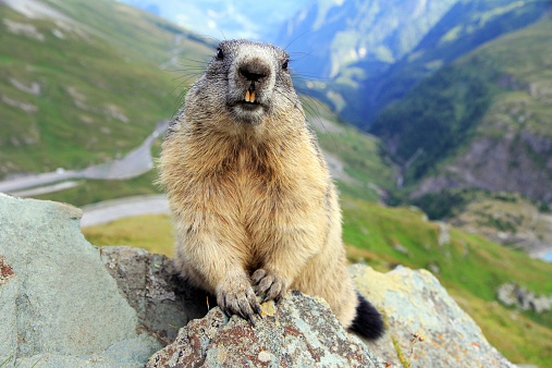 a marmot showing his teeth