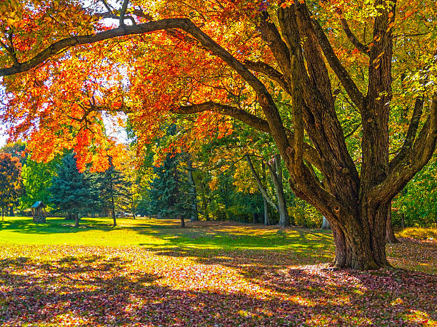 Autumn Shade Tree stock photo