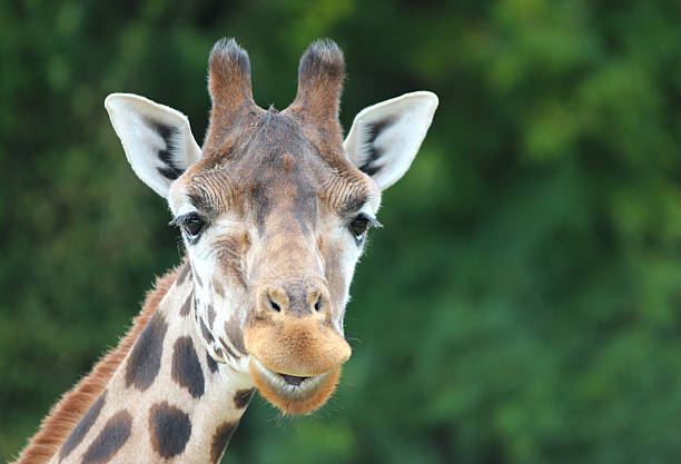 istock Giraffe close up looking at camera. Green background. 514423449