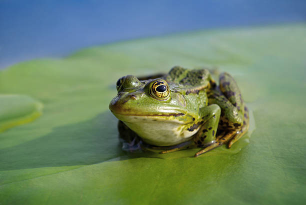 istock Big green frog sitting on a green leaf lily 514423941