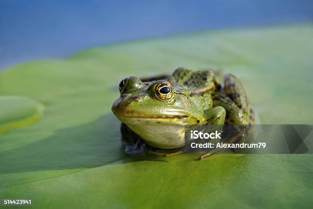 Big Green Frog Sitting On A Green Leaf Lily Stock Photo - Download Image Now - Algae, Amphibian, Animal