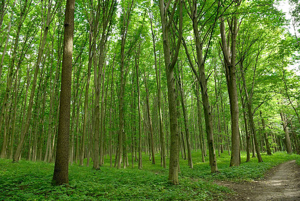 istock Slender trees in young forest green in summer 514423953