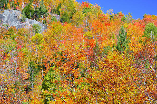 istock Fall Foliage - Autumn colors in the Northeast forest 514424463