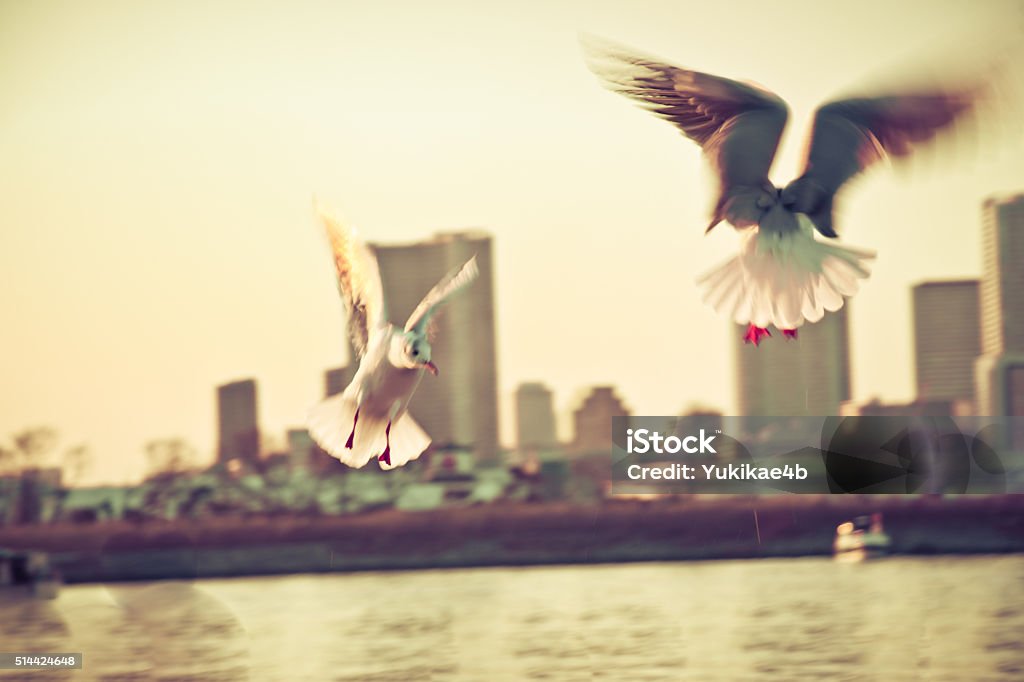 Blur of Dove fly in the air with wings wide Motion Blur of Dove fly in the air with wings wide over building, peace and freedom over big city concept Abstract Stock Photo