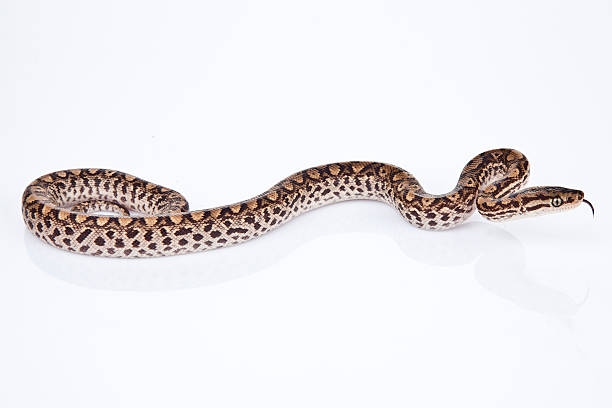 istock Columbian Rainbow Boa (Epicrates cenchria maurus) isolated on white background. 514424853