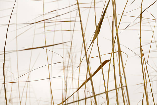 istock Dry reeds silhouettes 514425093