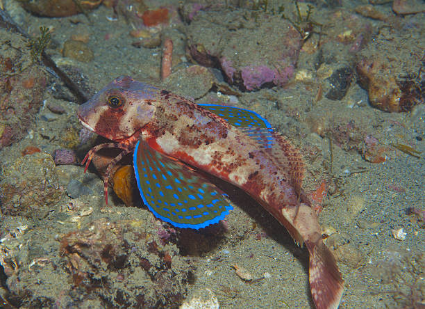 istock gurnard fish swims into the sea 514426052