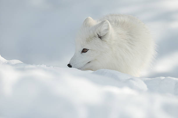 Raposa Polar na neve - foto de acervo