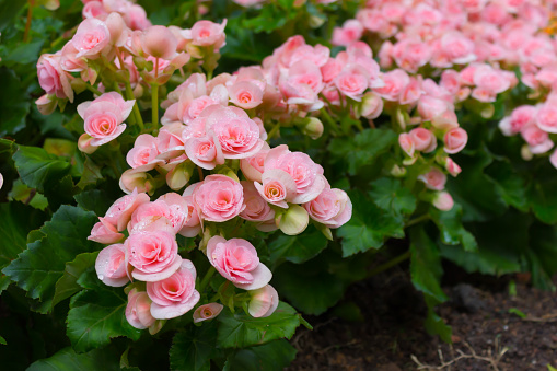 begonias (Begonia tuberhybrida) in garden