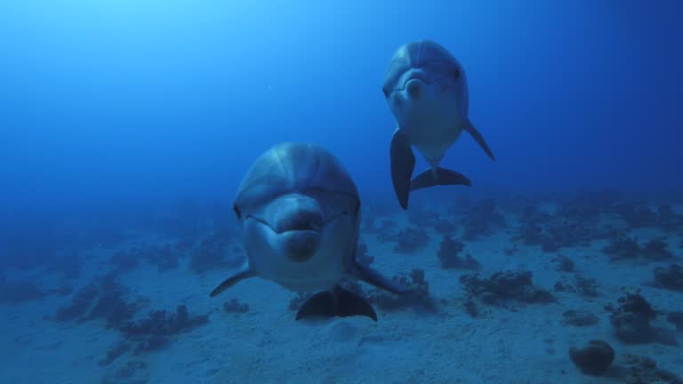 bottlenose dolphin