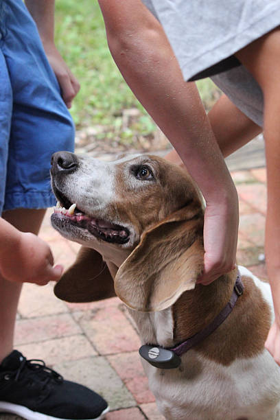 istock Dog Enjoying the Petting 514436367