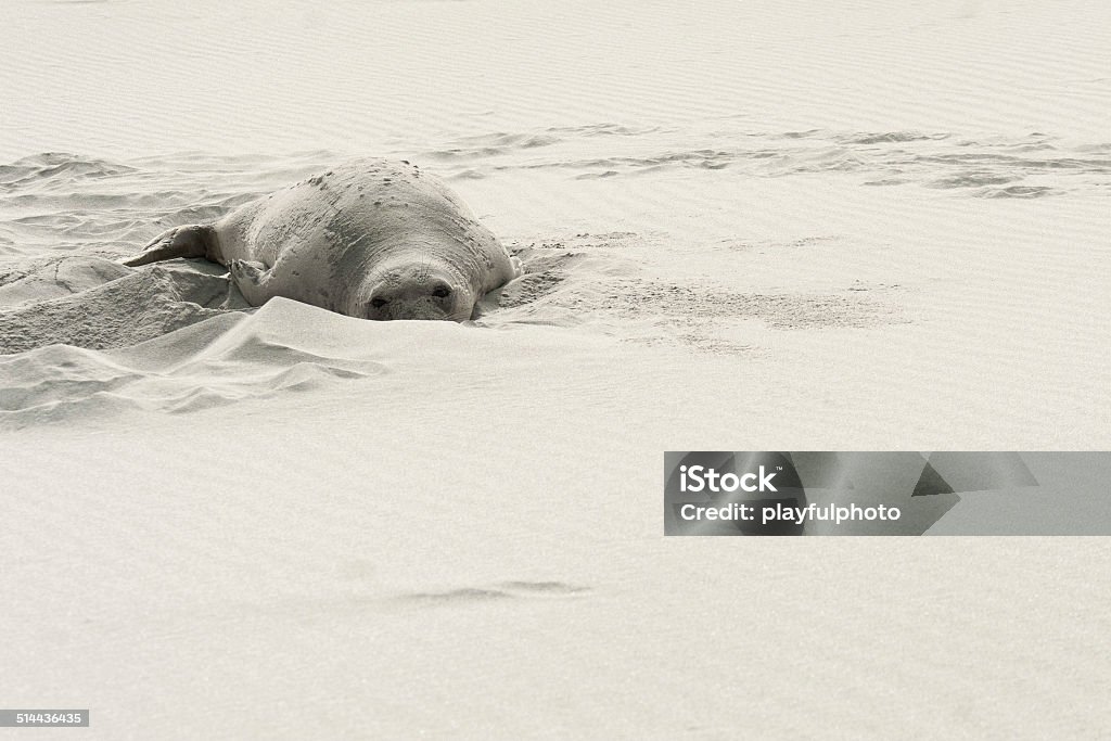 Female elephant seal on white sand A female elephant seal takes a break on San Miguel island part of the channel islands. Animal Wildlife Stock Photo