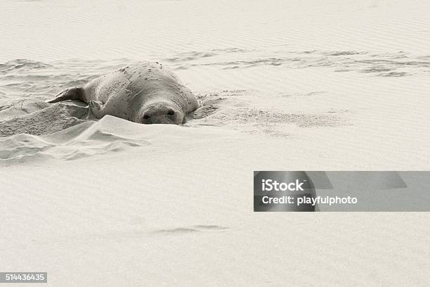 Female Elephant Seal On White Sand Stock Photo - Download Image Now - Animal Wildlife, Animals In The Wild, Beach