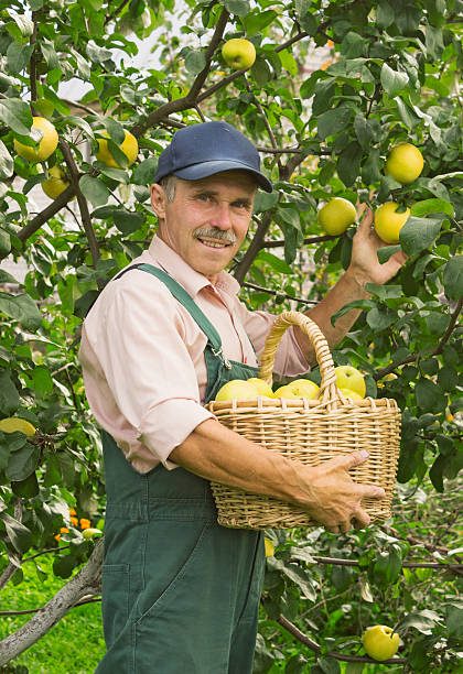 istock Man picks the apples in garden in September 514436557