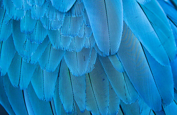istock Blue of Macaw feather 514437217