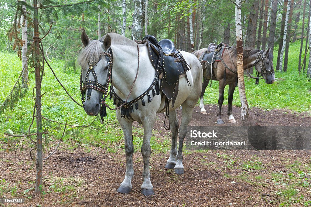 Saddled horses Rideable saddled and bridled white horses, standing in forest tied to a tree. Addiction Stock Photo