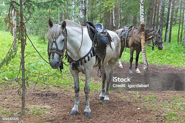 Saddled Horses Stock Photo - Download Image Now - Addiction, Animal, Animal Harness