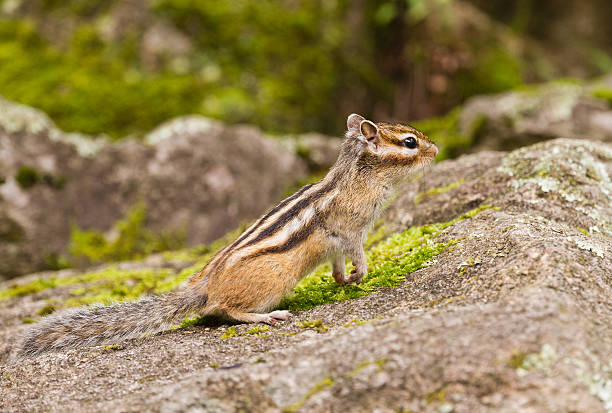 istock Chipmunk Tamias Sibiricus 514437345