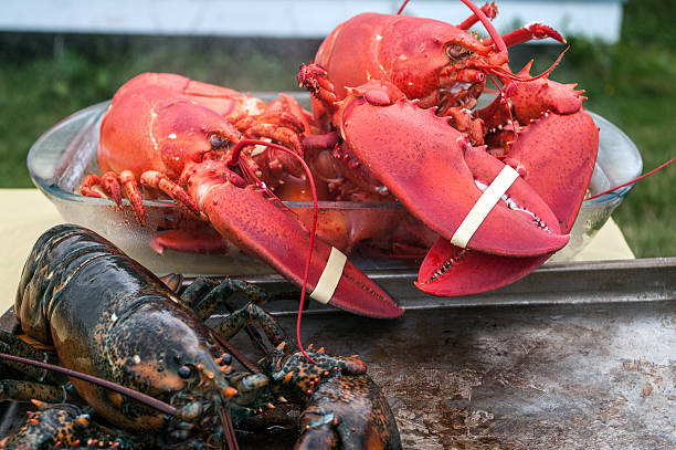 istock Live and Cooked Lobster 514437989
