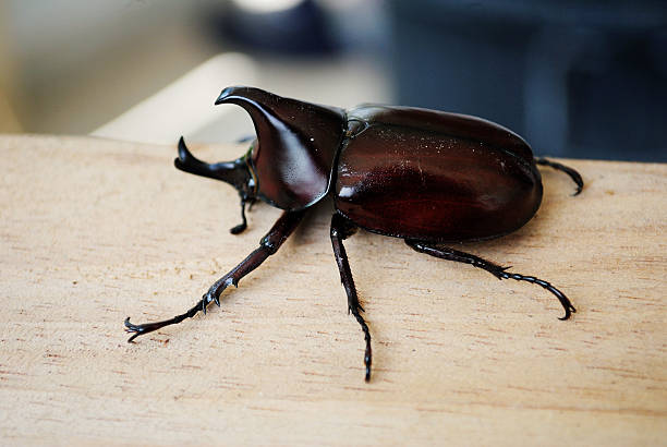 Rhinoceros beetle  Rhinoceros beetle most are black, gray, or green in color, and some are covered in soft hairs. Another name given to some of these insects is Hercules beetle, because they possess strength of a herculean proportion. hercules beetle stock pictures, royalty-free photos & images