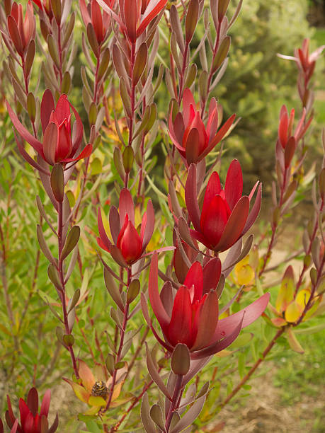 istock Wild Hawaiian Red Protea flowers 514438961
