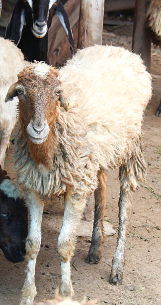 istock body of goat 514439451
