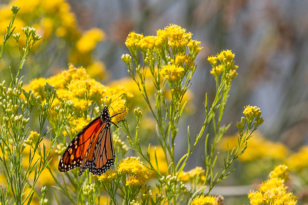 istock Monarch Butterfly pollinating yellow flower 514440025