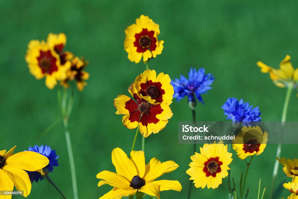 Summer flowers Summer flowers, Germany, Eifel. African Marigold Stock Photo