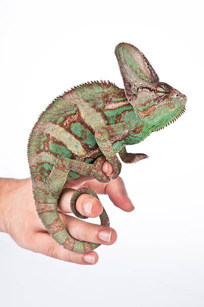 istock Chameleon on the hand with white background 514441533