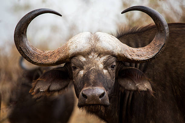 istock Cape Buffalo in Kruger National Park 514442501