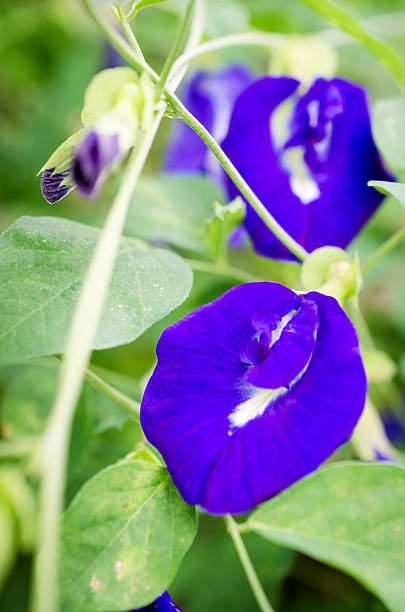istock Blue flowers in the field 514442593
