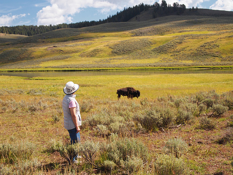 Image of mature woman watching North American Bison (Buffalo) while grazing in open prairie with Yellowstone River in background