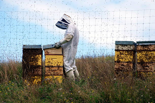 養蜂家 ハチの巣 協力 - beehive rural scene bee outdoors ストックフォトと画像