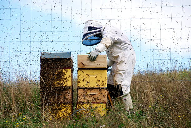 養蜂家 ハチの巣 協力 - beehive rural scene bee outdoors ストックフォトと画像