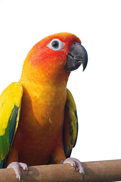 istock Two sun Conure Parrot Screaming on a Branch 514454095
