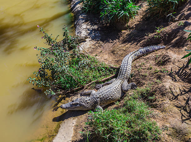 istock water bodies on the Crocodile Farm in Dalat. 514454268
