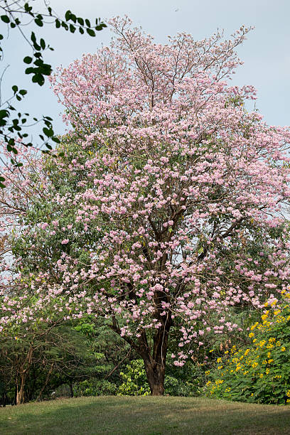 istock Pink Tabebuia tree and yellow Royal Poinciana with blue sky. 514454829
