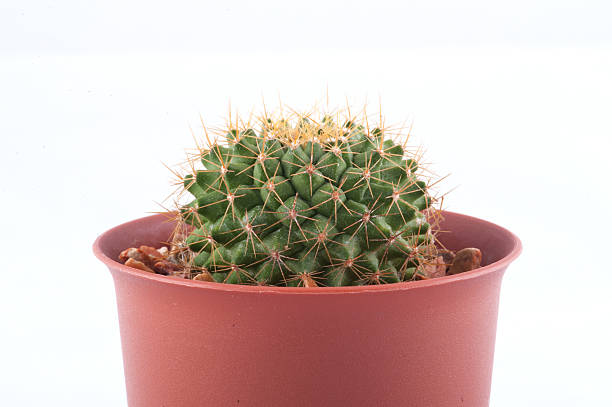 cactus isolé sur fond blanc - grusonii photos et images de collection