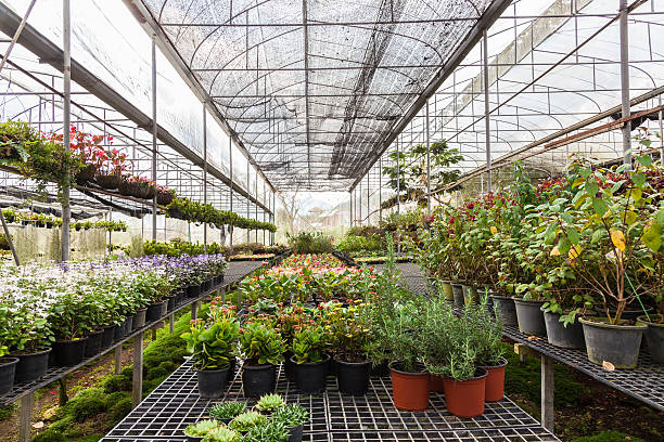 istock flowers and plants in green houes 514455476