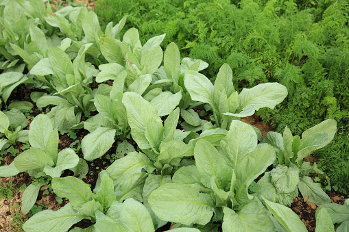 Green indian lettuce and carrot in growth at vegetable garden